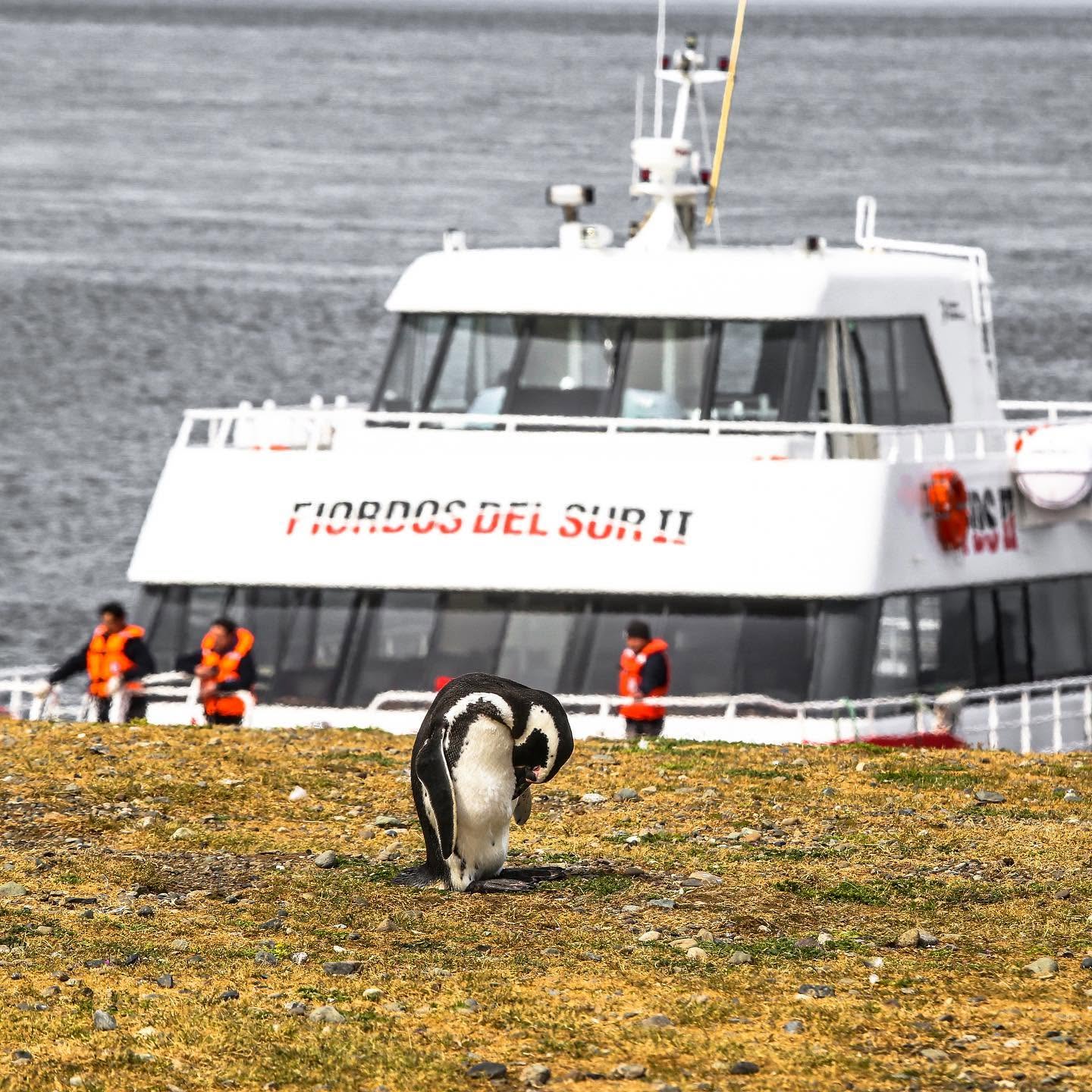 Navegação à Pinguinera Monumento Natural Ilha Magdalena - Fotografía 1 | WOW Patagonia